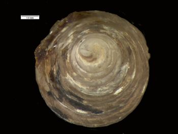 Media type: image; Malacology 154832